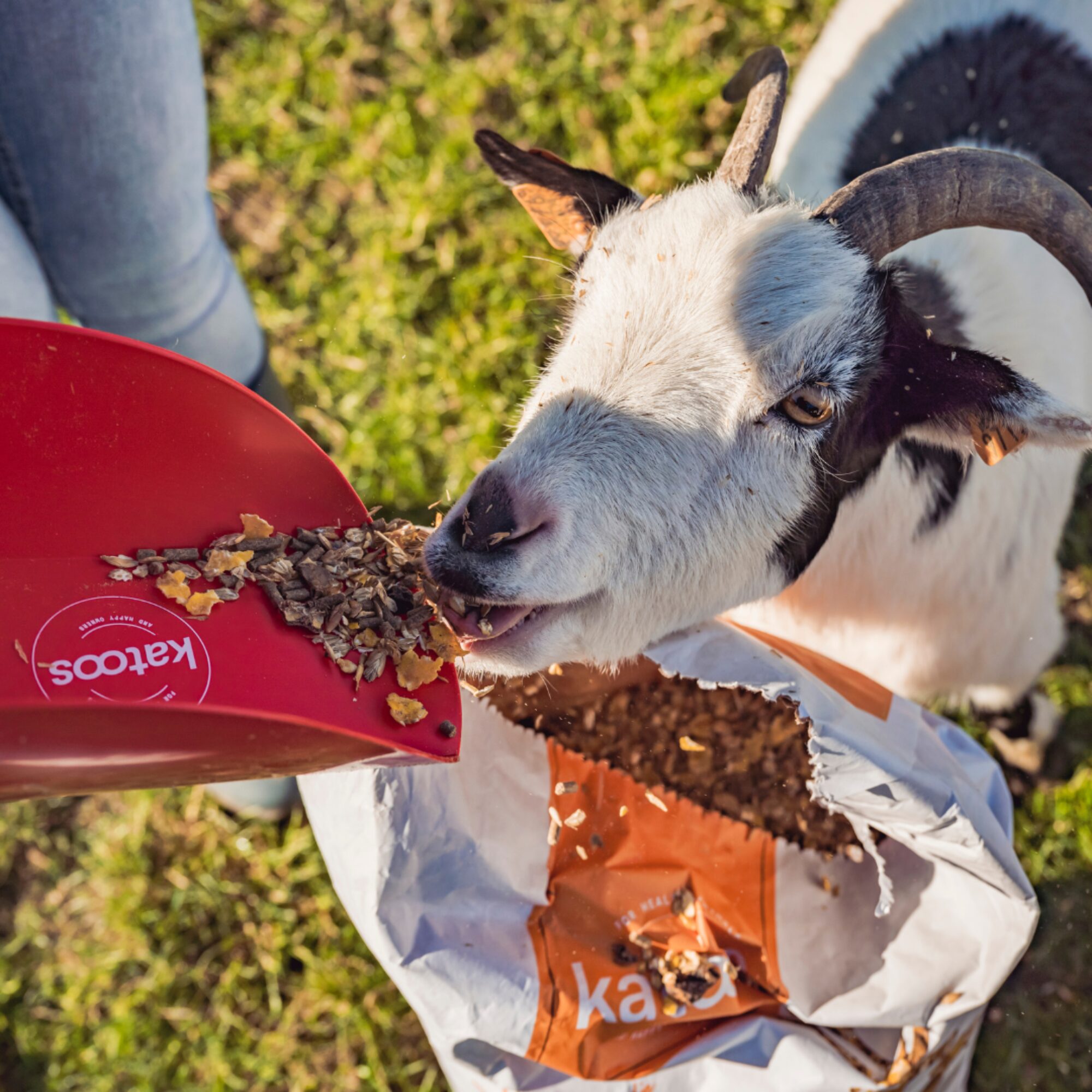 feeding goat